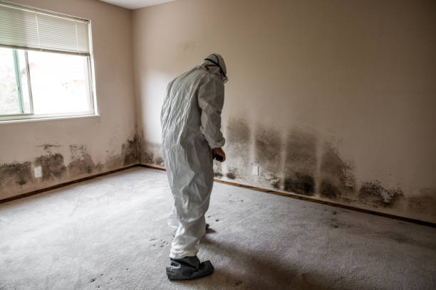 Best Basement Mold Removal  in Rodney Village, DE